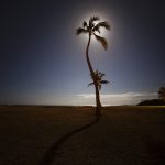 Happy Palm