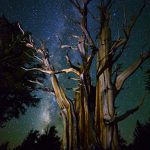 Got Trees II