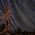 The Obscure Bristlecone Trails