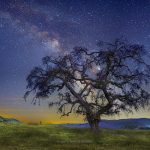 CR_Oak_960